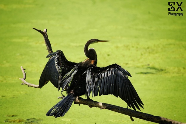 bharatpur bird sanctuary 12