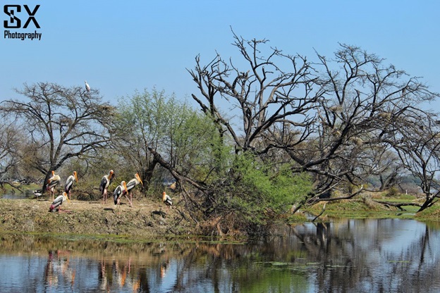 bharatpur bird sanctuary 13