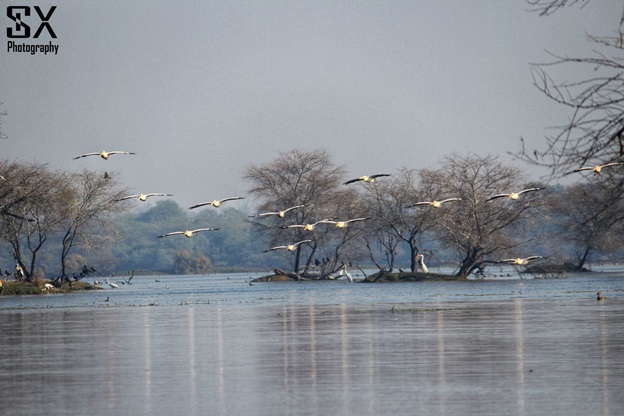 bharatpur bird sanctuary 14