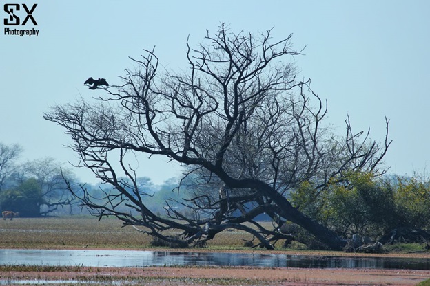 bharatpur bird sanctuary 15