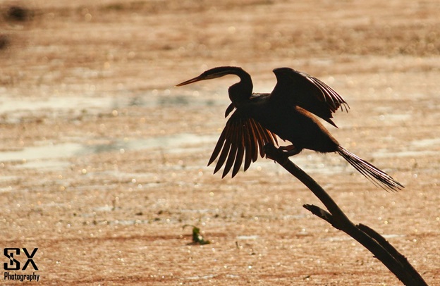 bharatpur bird sanctuary 17