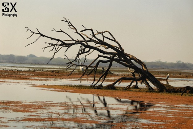 bharatpur bird sanctuary 18