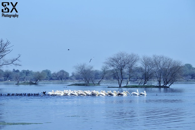 bharatpur bird sanctuary 19