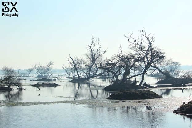 bharatpur bird sanctuary 2