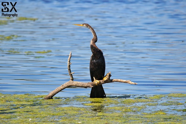 bharatpur bird sanctuary 21