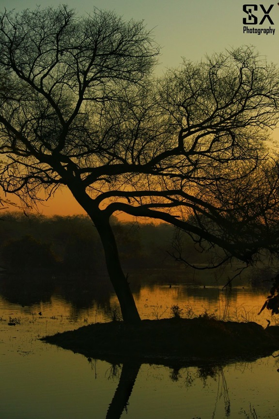 bharatpur bird sanctuary 22