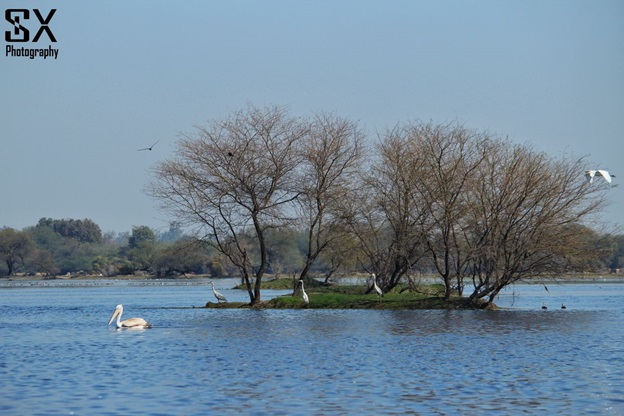 bharatpur bird sanctuary 23