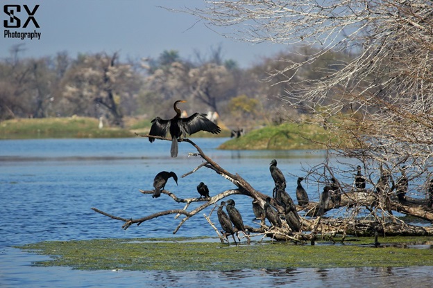 bharatpur bird sanctuary 3