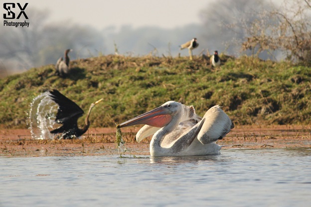 bharatpur bird sanctuary 4