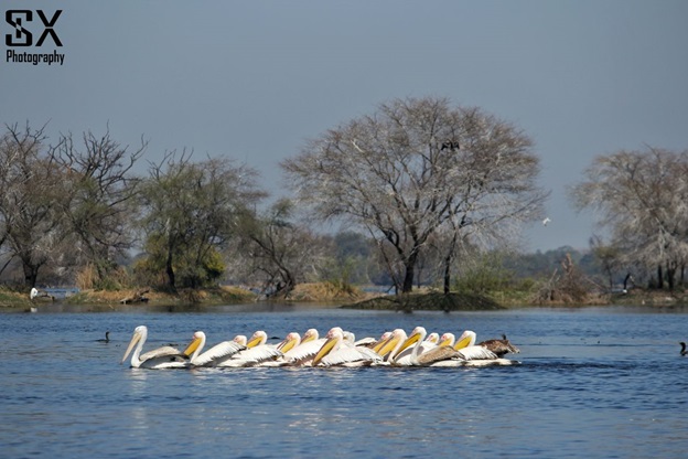 bharatpur bird sanctuary 5