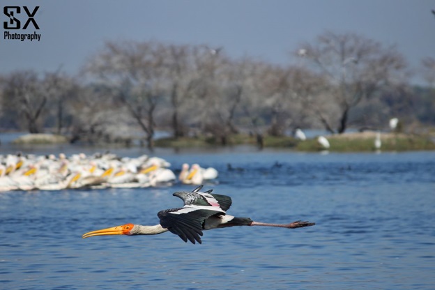 bharatpur bird sanctuary 6