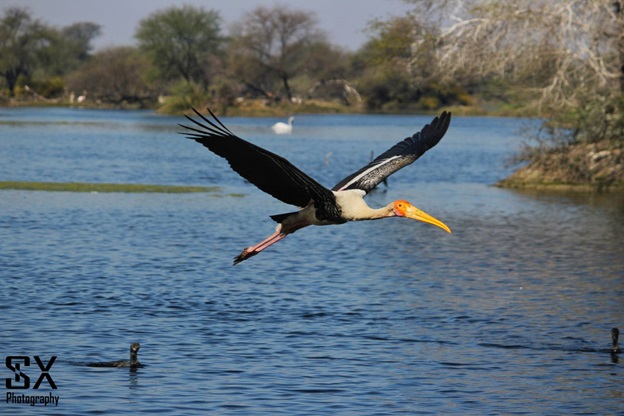 bharatpur bird sanctuary 7