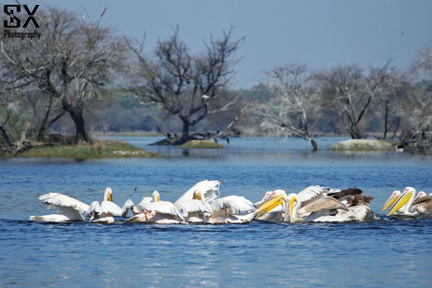bharatpur bird sanctuary 8