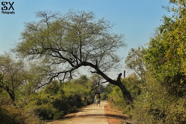 bharatpur bird sanctuary 9