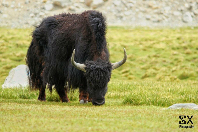 kashmir bull