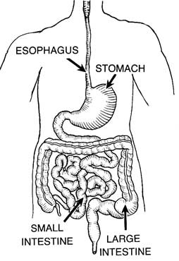 Alimentary_Canal_370