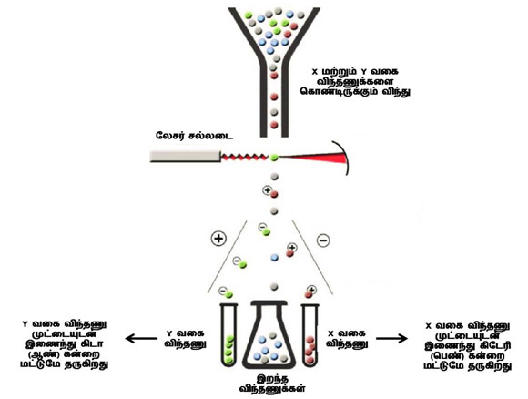 Separation of X and Y Bearing Sperm