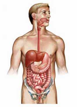 alimentary_system_370