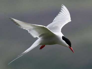 arctic_tern_370