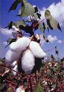 BT cotton