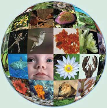 earth_370_copy