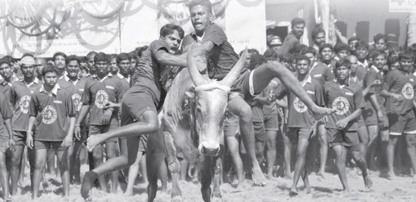 jallikattu