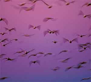 birds
