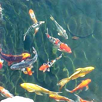 Fish in water