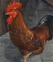 Hen