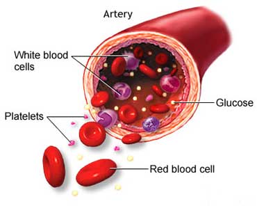 Glucose